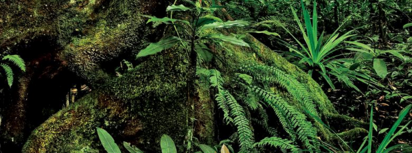 Sous-bois de la forêt de Mare Longue, au cœur du Parc national de La Réunion © A. Franck, Cirad